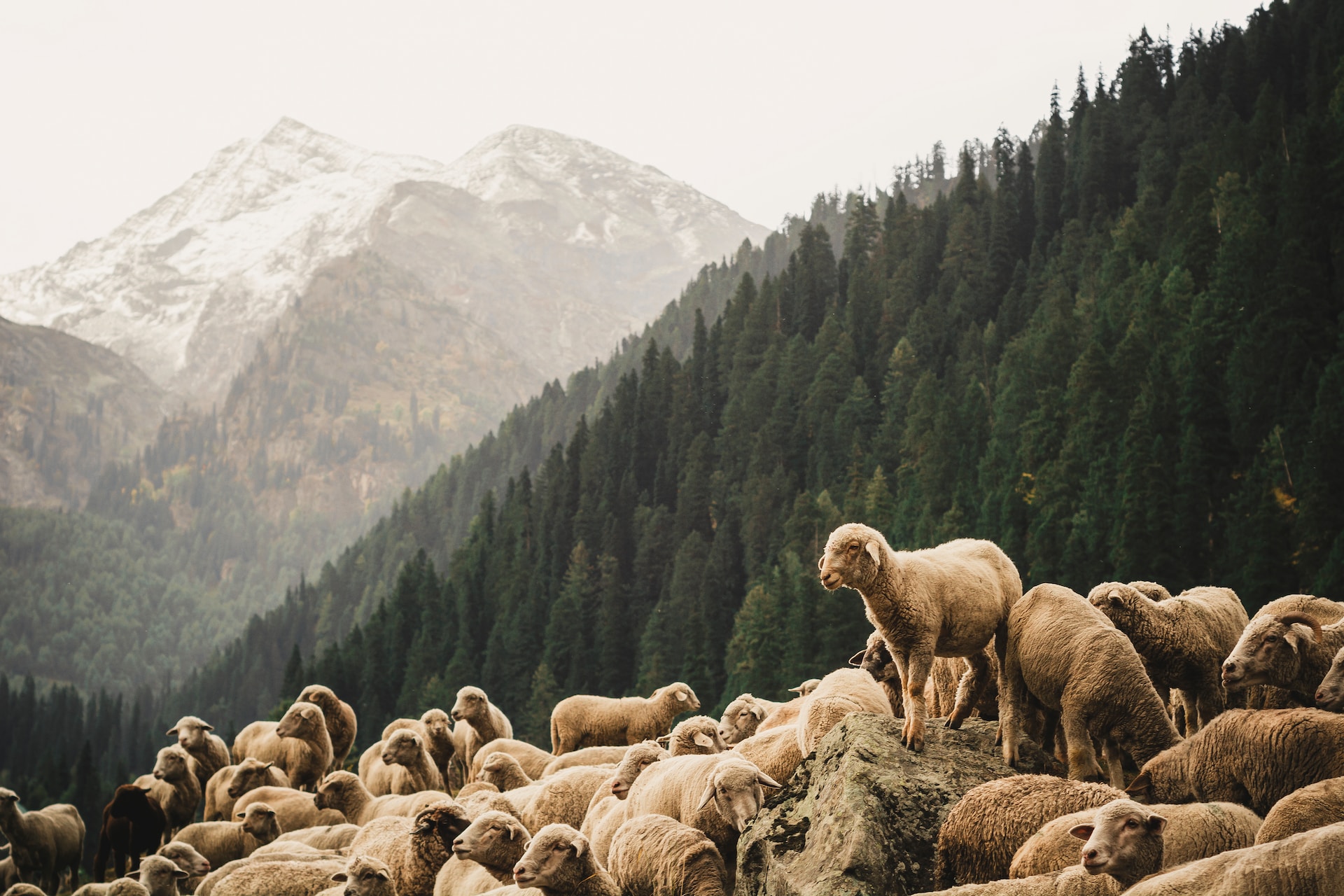 dibya-jyoti-ghosh-agxnjve8kte-unsplash Dibya Jyoti